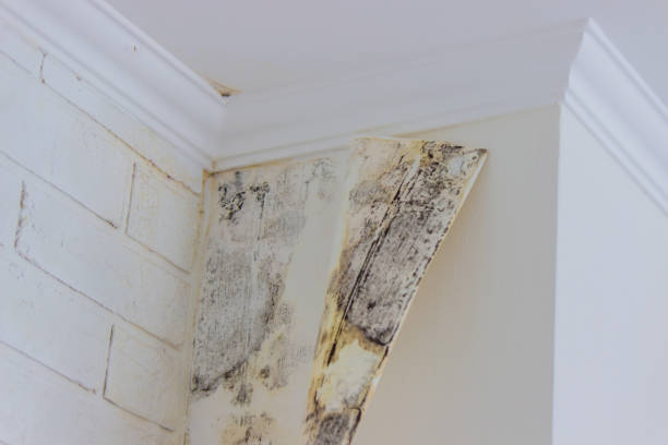  Broadview, IL Mold Removal Pros